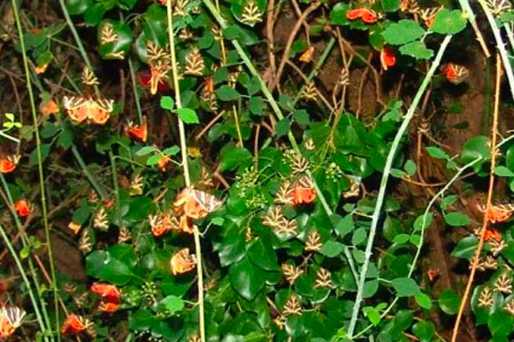 Valley of Butterflies